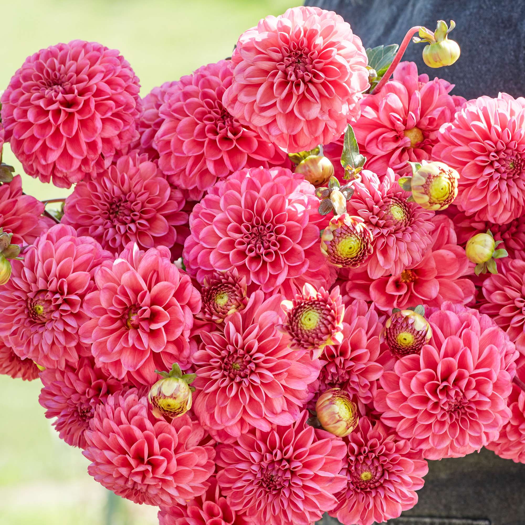 Dahlia 'Bazuin Pink'
